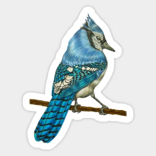 Bluebird Sticker